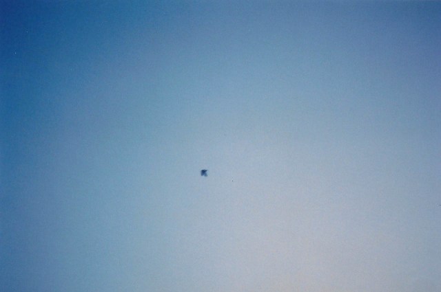 Anna_Arvidsson_Fågel-1